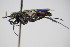  ( - BC ZSM HYM 22100)  @12 [ ] CreativeCommons - Attribution Non-Commercial Share-Alike (2015) Unspecified SNSB, Zoologische Staatssammlung Muenchen