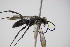  ( - BC ZSM HYM 22101)  @13 [ ] CreativeCommons - Attribution Non-Commercial Share-Alike (2015) Unspecified SNSB, Zoologische Staatssammlung Muenchen