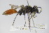  (Sphex schlaeflei - BC ZSM HYM 22119)  @13 [ ] CreativeCommons - Attribution Non-Commercial Share-Alike (2015) Unspecified SNSB, Zoologische Staatssammlung Muenchen
