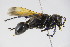 ( - BC ZSM HYM 22131)  @13 [ ] CreativeCommons - Attribution Non-Commercial Share-Alike (2015) Unspecified SNSB, Zoologische Staatssammlung Muenchen