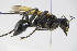  ( - BC ZSM HYM 22132)  @13 [ ] CreativeCommons - Attribution Non-Commercial Share-Alike (2015) Unspecified SNSB, Zoologische Staatssammlung Muenchen