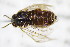  ( - BC ZSM HYM 22166)  @11 [ ] CreativeCommons - Attribution Non-Commercial Share-Alike (2015) Unspecified SNSB, Zoologische Staatssammlung Muenchen