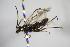  ( - BC ZSM HYM 22169)  @11 [ ] CreativeCommons - Attribution Non-Commercial Share-Alike (2015) Unspecified SNSB, Zoologische Staatssammlung Muenchen