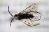  ( - BC ZSM HYM 22171)  @11 [ ] CreativeCommons - Attribution Non-Commercial Share-Alike (2015) Unspecified SNSB, Zoologische Staatssammlung Muenchen