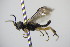  ( - BC ZSM HYM 22224)  @12 [ ] CreativeCommons - Attribution Non-Commercial Share-Alike (2015) Unspecified SNSB, Zoologische Staatssammlung Muenchen
