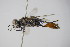  ( - BC ZSM HYM 22232)  @13 [ ] CreativeCommons - Attribution Non-Commercial Share-Alike (2015) Unspecified SNSB, Zoologische Staatssammlung Muenchen