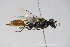  ( - BC ZSM HYM 22234)  @12 [ ] CreativeCommons - Attribution Non-Commercial Share-Alike (2015) Unspecified SNSB, Zoologische Staatssammlung Muenchen