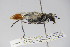  ( - BC ZSM HYM 22237)  @12 [ ] CreativeCommons - Attribution Non-Commercial Share-Alike (2015) Unspecified SNSB, Zoologische Staatssammlung Muenchen