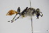  ( - BC ZSM HYM 22238)  @12 [ ] CreativeCommons - Attribution Non-Commercial Share-Alike (2015) Unspecified SNSB, Zoologische Staatssammlung Muenchen