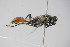  ( - BC ZSM HYM 22240)  @13 [ ] CreativeCommons - Attribution Non-Commercial Share-Alike (2015) Unspecified SNSB, Zoologische Staatssammlung Muenchen
