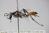  ( - BC ZSM HYM 22241)  @13 [ ] CreativeCommons - Attribution Non-Commercial Share-Alike (2015) Unspecified SNSB, Zoologische Staatssammlung Muenchen