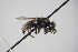  (Oxybelus spCSE1706 - BC ZSM HYM 22253)  @13 [ ] CreativeCommons - Attribution Non-Commercial Share-Alike (2015) Unspecified SNSB, Zoologische Staatssammlung Muenchen