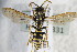  ( - BC ZSM HYM 22331)  @13 [ ] CreativeCommons - Attribution Non-Commercial Share-Alike (2015) Unspecified SNSB, Zoologische Staatssammlung Muenchen