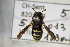  ( - BC ZSM HYM 22349)  @13 [ ] CreativeCommons - Attribution Non-Commercial Share-Alike (2015) Unspecified SNSB, Zoologische Staatssammlung Muenchen