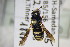  ( - BC ZSM HYM 22350)  @12 [ ] CreativeCommons - Attribution Non-Commercial Share-Alike (2015) Unspecified SNSB, Zoologische Staatssammlung Muenchen