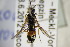  ( - BC ZSM HYM 22396)  @12 [ ] CreativeCommons - Attribution Non-Commercial Share-Alike (2015) Unspecified SNSB, Zoologische Staatssammlung Muenchen