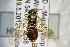  (Pamphilius kontuniemii - BC ZSM HYM 22399)  @14 [ ] CreativeCommons - Attribution Non-Commercial Share-Alike (2015) Unspecified SNSB, Zoologische Staatssammlung Muenchen