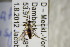  ( - BC ZSM HYM 22402)  @12 [ ] CreativeCommons - Attribution Non-Commercial Share-Alike (2015) Unspecified SNSB, Zoologische Staatssammlung Muenchen