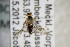  ( - BC ZSM HYM 22403)  @12 [ ] CreativeCommons - Attribution Non-Commercial Share-Alike (2015) Unspecified SNSB, Zoologische Staatssammlung Muenchen