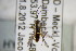  ( - BC ZSM HYM 22404)  @12 [ ] CreativeCommons - Attribution Non-Commercial Share-Alike (2015) Unspecified SNSB, Zoologische Staatssammlung Muenchen