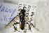  ( - BC ZSM HYM 22412)  @12 [ ] CreativeCommons - Attribution Non-Commercial Share-Alike (2015) Unspecified SNSB, Zoologische Staatssammlung Muenchen