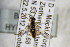  ( - BC ZSM HYM 22419)  @12 [ ] CreativeCommons - Attribution Non-Commercial Share-Alike (2015) Unspecified SNSB, Zoologische Staatssammlung Muenchen