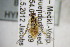  ( - BC ZSM HYM 22420)  @13 [ ] CreativeCommons - Attribution Non-Commercial Share-Alike (2015) Unspecified SNSB, Zoologische Staatssammlung Muenchen