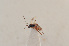  (Plectiscidea AH3 - BC ZSM HYM 22476)  @11 [ ] CreativeCommons - Attribution Non-Commercial Share-Alike (2014) Stefan Schmidt SNSB, Zoologische Staatssammlung Muenchen