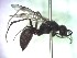  (Auplopus pumilio - BC ZSM HYM 22566)  @11 [ ] CreativeCommons - Attribution Non-Commercial Share-Alike (2015) Unspecified SNSB, Zoologische Staatssammlung Muenchen