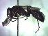  (Auplopus bizonatus - BC ZSM HYM 22574)  @13 [ ] CreativeCommons - Attribution Non-Commercial Share-Alike (2015) Unspecified SNSB, Zoologische Staatssammlung Muenchen