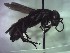  (Entomobora fuscipennis - BC ZSM HYM 22589)  @11 [ ] CreativeCommons - Attribution Non-Commercial Share-Alike (2015) Unspecified SNSB, Zoologische Staatssammlung Muenchen