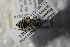  (Megachile soikai - BC ZSM HYM 22622)  @12 [ ] CreativeCommons - Attribution Non-Commercial Share-Alike (2015) Unspecified SNSB, Zoologische Staatssammlung Muenchen
