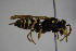  ( - BC ZSM HYM 22712)  @13 [ ] CreativeCommons - Attribution Non-Commercial Share-Alike (2015) Unspecified SNSB, Zoologische Staatssammlung Muenchen