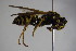  ( - BC ZSM HYM 22713)  @12 [ ] CreativeCommons - Attribution Non-Commercial Share-Alike (2015) Unspecified SNSB, Zoologische Staatssammlung Muenchen