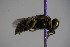  (Oxybelus spCSE1709 - BC ZSM HYM 22719)  @13 [ ] CreativeCommons - Attribution Non-Commercial Share-Alike (2015) Unspecified SNSB, Zoologische Staatssammlung Muenchen