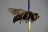  (Oxybelus spCSE1704 - BC ZSM HYM 22723)  @13 [ ] CreativeCommons - Attribution Non-Commercial Share-Alike (2015) Unspecified SNSB, Zoologische Staatssammlung Muenchen