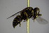  ( - BC ZSM HYM 22725)  @12 [ ] CreativeCommons - Attribution Non-Commercial Share-Alike (2015) Unspecified SNSB, Zoologische Staatssammlung Muenchen