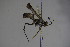  ( - BC ZSM HYM 22756)  @13 [ ] CreativeCommons - Attribution Non-Commercial Share-Alike (2015) Unspecified SNSB, Zoologische Staatssammlung Muenchen