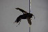  ( - BC ZSM HYM 22762)  @11 [ ] CreativeCommons - Attribution Non-Commercial Share-Alike (2015) Unspecified SNSB, Zoologische Staatssammlung Muenchen