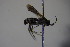  ( - BC ZSM HYM 22768)  @12 [ ] CreativeCommons - Attribution Non-Commercial Share-Alike (2015) Unspecified SNSB, Zoologische Staatssammlung Muenchen