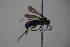  ( - BC ZSM HYM 22769)  @12 [ ] CreativeCommons - Attribution Non-Commercial Share-Alike (2015) Unspecified SNSB, Zoologische Staatssammlung Muenchen