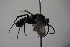  (Aporinellus moestus - BC ZSM HYM 22771)  @13 [ ] CreativeCommons - Attribution Non-Commercial Share-Alike (2015) Unspecified SNSB, Zoologische Staatssammlung Muenchen