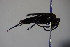  (Schistonyx - BC ZSM HYM 22775)  @12 [ ] CreativeCommons - Attribution Non-Commercial Share-Alike (2015) Unspecified SNSB, Zoologische Staatssammlung Muenchen