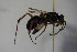  (Cryptocheilus unicolor - BC ZSM HYM 22793)  @13 [ ] CreativeCommons - Attribution Non-Commercial Share-Alike (2015) Unspecified SNSB, Zoologische Staatssammlung Muenchen