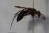  ( - BC ZSM HYM 22795)  @13 [ ] CreativeCommons - Attribution Non-Commercial Share-Alike (2015) Unspecified SNSB, Zoologische Staatssammlung Muenchen
