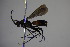  ( - BC ZSM HYM 22830)  @13 [ ] CreativeCommons - Attribution Non-Commercial Share-Alike (2015) Unspecified SNSB, Zoologische Staatssammlung Muenchen