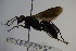  (Agenioideus dichrous - BC ZSM HYM 22848)  @11 [ ] CreativeCommons - Attribution Non-Commercial Share-Alike (2015) Unspecified SNSB, Zoologische Staatssammlung Muenchen