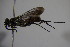  (Agenioideus smithii - BC ZSM HYM 22860)  @12 [ ] CreativeCommons - Attribution Non-Commercial Share-Alike (2015) Unspecified SNSB, Zoologische Staatssammlung Muenchen