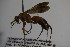  (Agenioideus waltlii - BC ZSM HYM 22863)  @14 [ ] CreativeCommons - Attribution Non-Commercial Share-Alike (2015) Unspecified SNSB, Zoologische Staatssammlung Muenchen