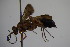  ( - BC ZSM HYM 22864)  @12 [ ] CreativeCommons - Attribution Non-Commercial Share-Alike (2015) Unspecified SNSB, Zoologische Staatssammlung Muenchen